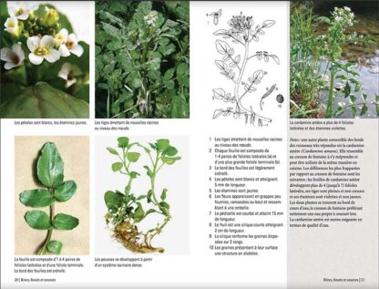 Plantes sauvages comestibles